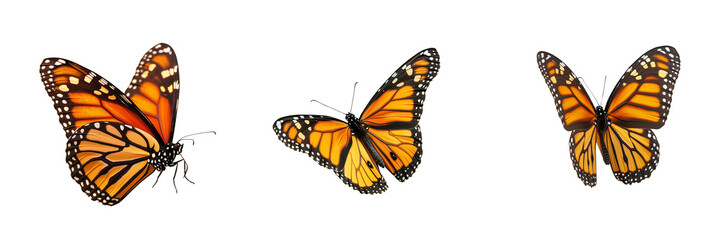 Fototapeta premium Beautiful Butterflies flying PNG displayed on plain white background