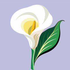 Naklejka premium Calla lily flowers are pure white, yellowish-brown stamens, and bright green leaves and stems are very beautiful.