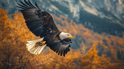 Fototapeta premium Eagle flying in the sky, Natural background