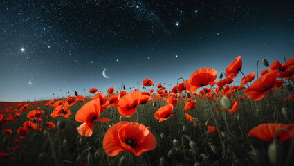 Obraz premium A field of poppies at night.