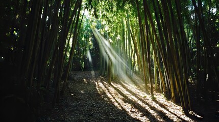 Sunlight Piercing Through a Dense Bamboo Forest, Creating Intricate Patterns of Light and Shadow on the Forest Floor. AI generated illustration
