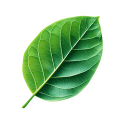 Obraz premium Vibrant Green Ficus Leaf on Clean White Background