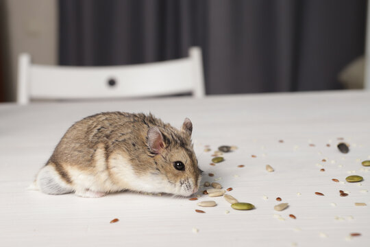 Hamster eats rodent food, hungry dzungarian eats, fuzzy rodent with tail