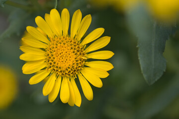 Beautiful close-up of grindelia squarrosa