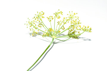 A branch of dill with flowers lies on a white background.