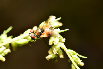 Ectophasia crassipennis, parasitic fly. High quality photo
