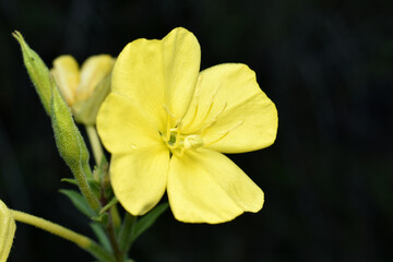 Oenothera biennis, the common evening-primrose, is a species of flowering plant in the family Onagraceae. High quality photo