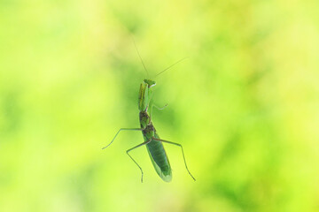 Macro lens shot of a female Mantis, insect of the order of Mantodea, on a light green background.