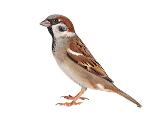 Feldsperling, isoliert auf weißem Hintergrund, Freisteller, Transparent