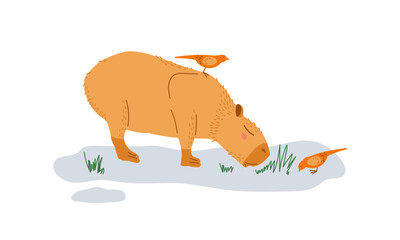 Capybara with birds. Design for children, print, nursery. Capybara grazes in nature. Animal is eating something isolated on white background. Cute funny cartoon character. Hydrochoerus hydrochaeris.