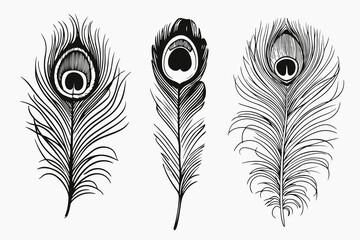Obraz premium Peacock feathers sketched illustrations set