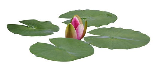 Bud of Water lily or Lotus flower, isolated on transparent background