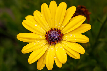 Yellow African Daisy, Daisy, Flower, Flowers, Yellow, Yellow Flower