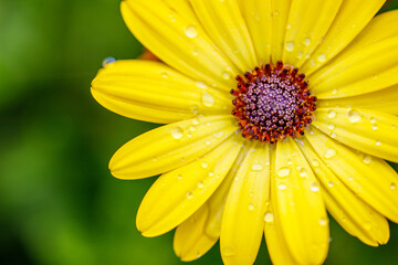 Yellow African Daisy, Daisy, Flower, Flowers, Yellow, Yellow Flower