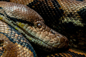 Large python, close up