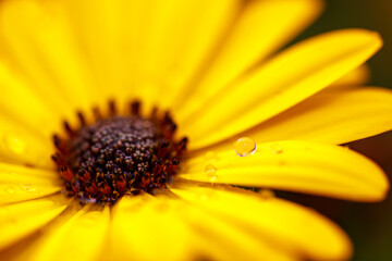 Yellow African Daisy, Daisy, Flower, Flowers, Yellow, Yellow Flower