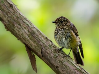 森の中で枝に留まって周りを見渡しているルリビタキの幼鳥