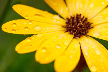 Yellow African Daisy, Daisy, Flower, Flowers, Yellow, Yellow Flower