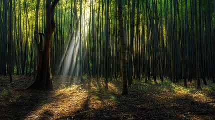 Naklejka premium Sunlight Piercing Through a Dense Bamboo Forest, Creating Intricate Patterns of Light and Shadow on the Forest Floor. AI generated illustration