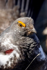 Spruce Grouse in Springtime in Yellowstone National Park Wyoming
