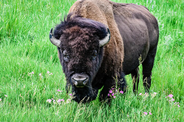 Buffalo grazing in Yellowstone National Park