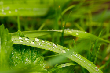 grass, water drops on grass, dew, dew on grass, morning dew, dew in the garden