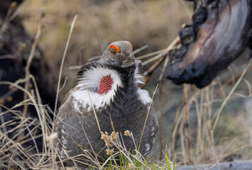Spruce Grouse in Springtime in Yellowstone National Park Wyoming