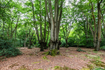 Fototapeta premium Coppard trees at Epping forest. Shot near the lost pond at Loughton.