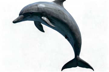 dolphin transparent background PNG