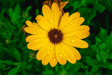 Yellow African Daisy, Daisy, Flower, Flowers, Yellow, Yellow Flower