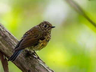 森の中で枝に留まって周りを見渡しているルリビタキの幼鳥