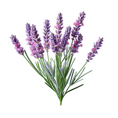 Obraz premium lavender flowers isolated on white