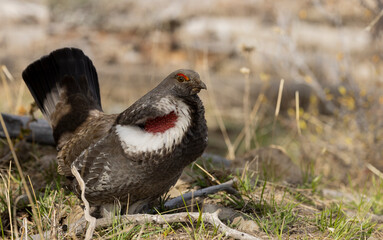 Spruce Grouse in Springtime in Yellowstone National Park Wyoming