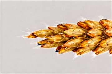 Ear of wheat Isolated on transparent background
