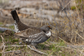Spruce Grouse in Springtime in Yellowstone National Park Wyoming
