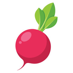 Illustration of Fresh Radish Isolated on white