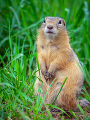 Prairie  dog looking at a camera on a grassy field
