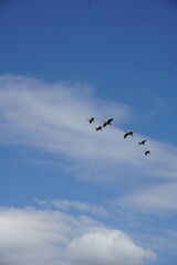 birds in flight
