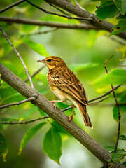 A tree pipit perching on a branch tree.