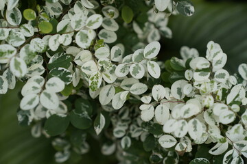 Like leaves covered with frost