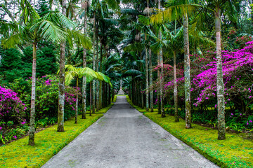 Arboretum of Sao Miguel