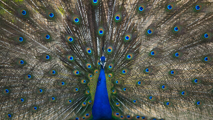 Obraz premium Peacock at it's best