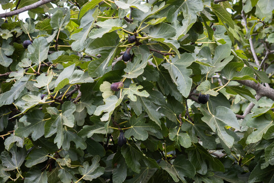 Fig tree with black figs