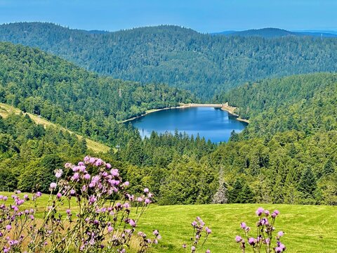 Summer View of Lac de la Lande from Route des Cr&ecirc;tes in La Bresse, Vosges: A Scenic Alpine Lake Nestled in Lush Green Hills Near Hohneck and Schlucht Pass in Grand Est, France