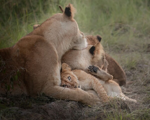 Liob Cub Family Time - Masai Mara Kenya Safari