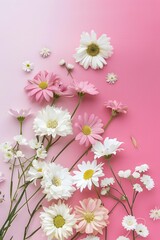 Pink and White Daisies Flowers on a Pink Background