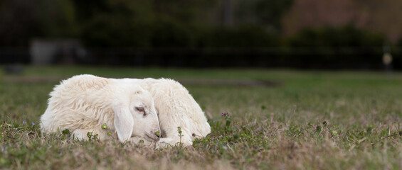 Naklejka premium Lazy ewe on a grassy pasture