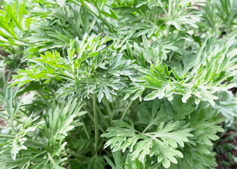 Wormwood bush grows on a lawn