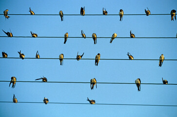 Hirondelle de fenêtre,.Delichon urbicum, Western House Martin © JAG IMAGES