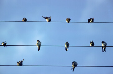 Hirondelle de fenêtre,.Delichon urbicum, Western House Martin © JAG IMAGES